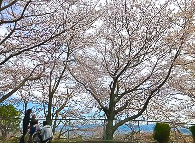 桜の木